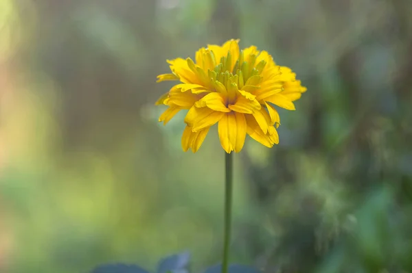 Heliopsis Helianthoides Двойной Цветок Ржаной Бычий Глаз Цвету Желтые Цветущие — стоковое фото