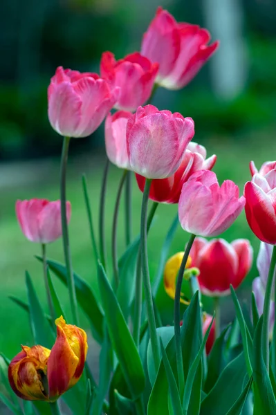 Frisch Blühende Tulpen Frühling Garten Schöne Frühe Tulpen Gesneriana Blumen — Stockfoto