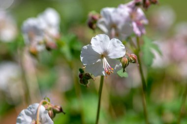 sardunya cantabrigiense biokovo beyaz çiçek açan turna çiçekleri, bir grup beyaz çiçek ve tomurcuklanan yeşil yapraklar.