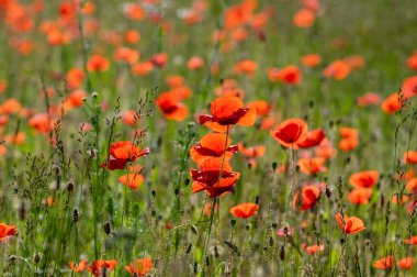 Papaver rhoeas yaygın haşhaş tohumu açan parlak kırmızı çiçekler, çayırda çiçek açan bir grup bitki, yabani tarla bitkileri