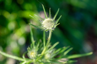 Scabiosa caucasica açık mavi çiçekli bitki, çiçeklerle süslenmiş güzel çayır çiçekleri, yeşil arka plan