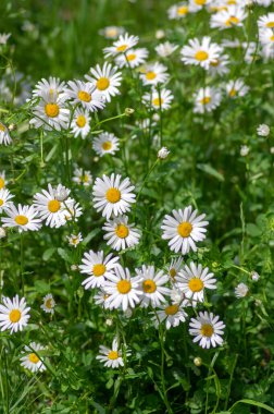 Leucanthemum vulgare çayırları yabani öküz gözü papatya çiçekleri, beyaz taç yaprakları ve sarı çiçekli, çiçek açan güzel bitkiler, ilkbaharın sonlarında inanılmaz yeşil alanlar.