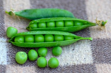 Pisum sativum pea green fruits in gree pods on brown background, tasty ripened sweet summer fruit, harvesting time, vegetables detail