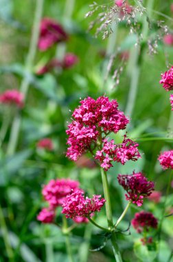 Centranthus ruber çiçekli bitki, çiçekparlak kırmızı pembe çiçekler, yeşil kök ve yaprakları, güzel süs çiçeği