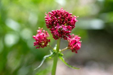 Centranthus ruber çiçekli bitki, çiçekparlak kırmızı pembe çiçekler, yeşil kök ve yaprakları, güzel süs çiçeği