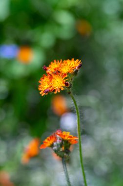 Pilosella aurantiaca yabani çiçekleri, çiçek açmış portakal çiçekleri, çok güzel bitkiler.