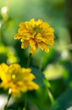 Heliopsis helianthoidleri çiçek açmış çift çiçek kırlangıcı, yaz boyunca çiçek açan sarı çiçekler süs bahçesinde, parlak yapraklar ve yeşil yapraklar