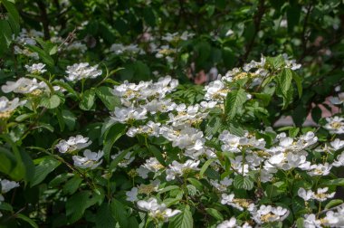 Viburnum plicatum çiçek açan bahar çiçekleri güzel süs Japon kartopu çiçek açmış, dallarda yeşil taze yapraklar