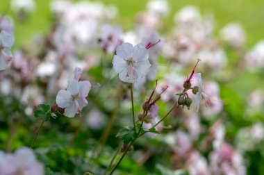 sardunya cantabrigiense biokovo beyaz çiçek açan turna çiçekleri, bir grup beyaz çiçek ve tomurcuklanan yeşil yapraklar.