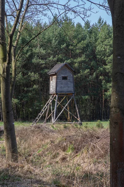 Wooden Deer Stand Looks Elevated Tiny House Ladder Situated Small — Stock Photo, Image