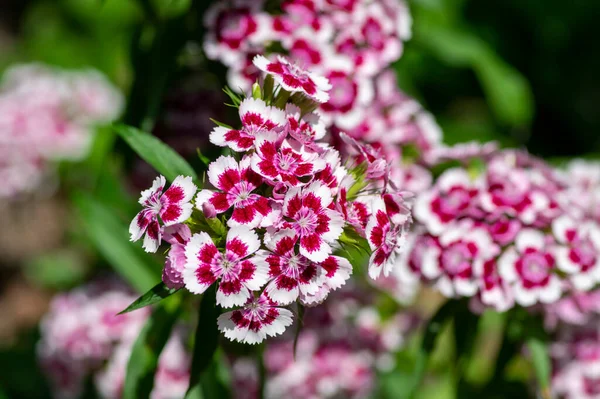 Dianthus Barbatus Beautiful Ornamental Flowering Plants Group Bright Pink Purple — Stock Photo, Image