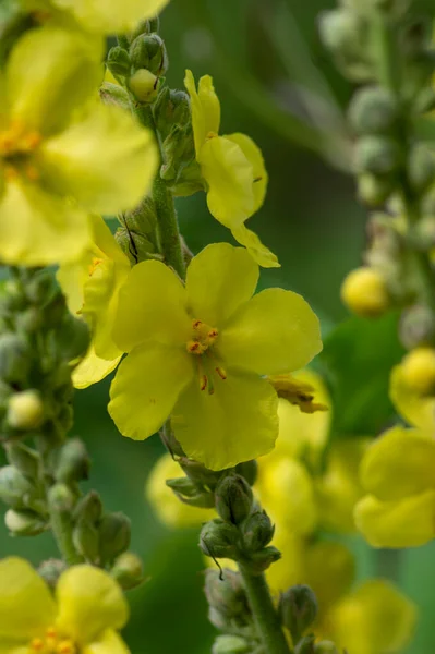 黄花盛开 草本植物 花蕾高 黄花艳丽 — 图库照片