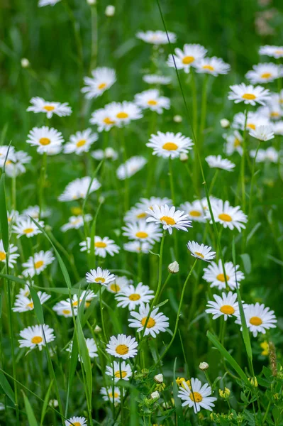 Leucanthemum vulgare meadows wild oxeye daisy flowers with white petals and yellow center in bloom, flowering beautiful plants on late springtime amazing green field