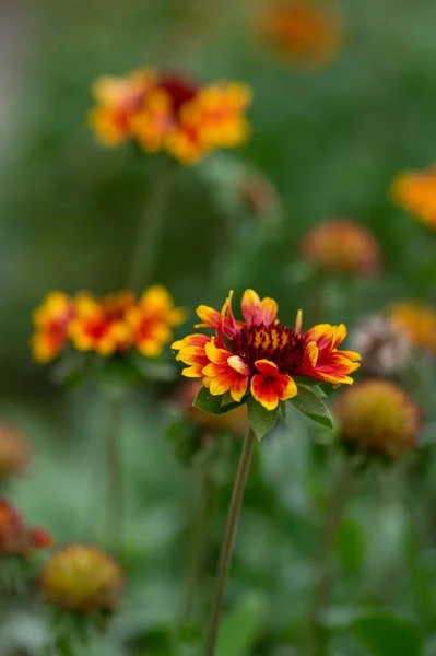 Gaillardia Aristata Blommar Vild Växt Röd Och Gul Filt Blom — Stockfoto