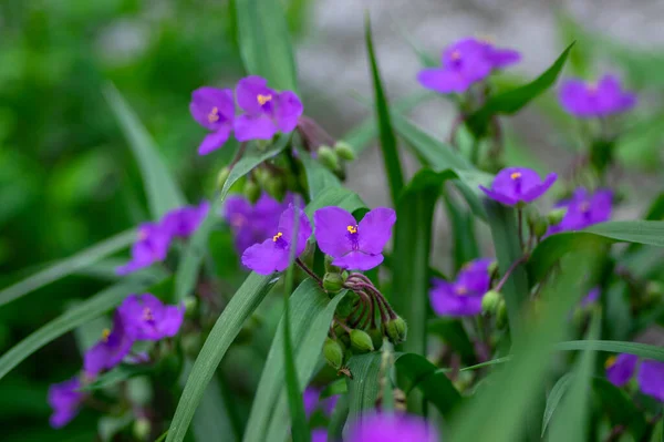 Tradescantia Virginiana Virgínia Aranha Violeta Roxo Plantas Floridas Três Pétalas — Fotografia de Stock