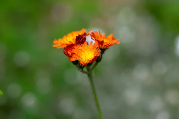 野生开花植物 开花的橙花 美丽的多年生植物 — 图库照片