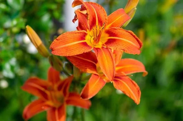 Hemerocallis Fulva Belas Plantas Laranjeira Flor Flores Ornamentais Flores Diurnas — Fotografia de Stock