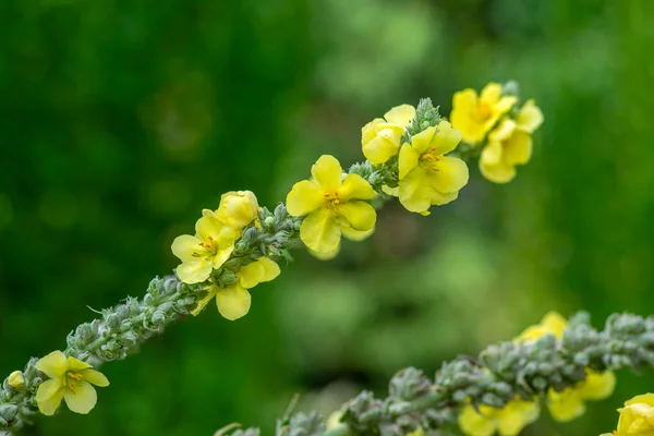 Verbascum Densiflorum Denseflower Jaune Vif Fleur Grande Plante Médicinale Fleurs — Photo