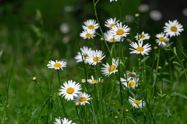 Leucanthemum Vulgare Prados Selvagem Oxeye Margarida Flores Com Pétalas Brancas — Fotografia de Stock