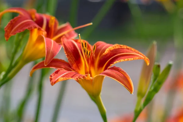 Hemerocallis Fulva Hermosas Plantas Color Naranja Flor Flores Florecientes Ornamentales —  Fotos de Stock