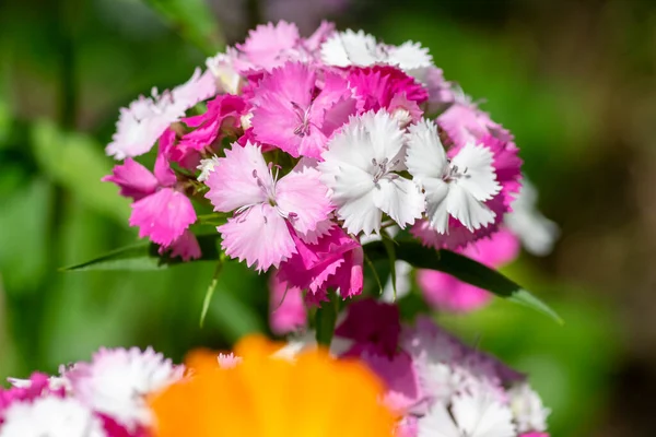 菊花藤蔓美丽的观赏植物 成群结队的艳丽的粉红色紫色白花盛开 — 图库照片