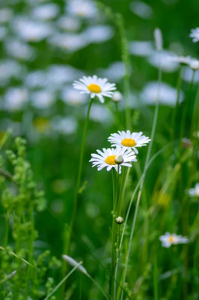 Leucanthemum vulgare meadows wild oxeye daisy flowers with white petals and yellow center in bloom, flowering beautiful plants on late springtime amazing green field