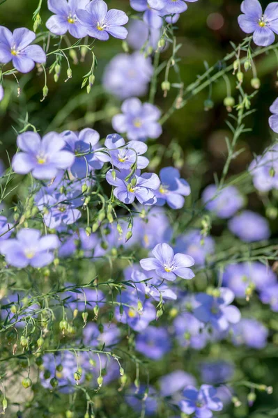 Linum Usitatissimum Leinsamen Blühende Zierpflanze Garten Gruppe Schöner Blauer Gemeiner — Stockfoto