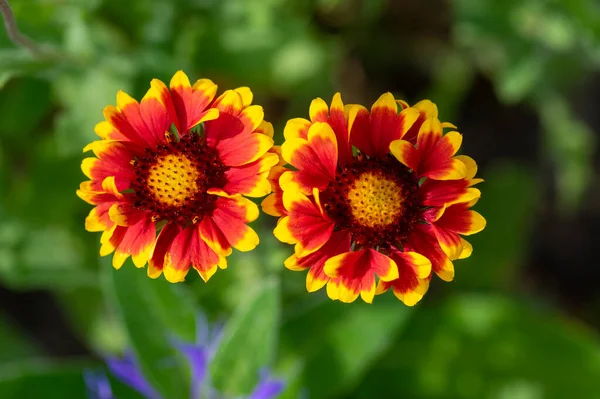 Gaillardia Aristata Floração Planta Selvagem Vermelho Amarelo Blanketflower Flor Folhas — Fotografia de Stock