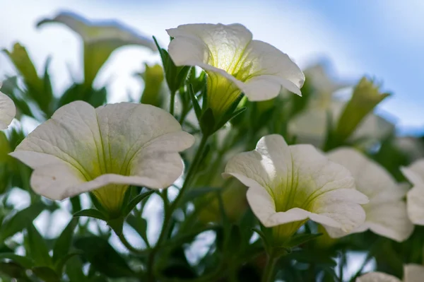 Calibrachoa Milhões Sinos Bela Planta Com Flores Grupo Flores Brancas — Fotografia de Stock