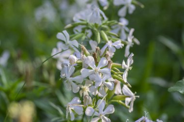 Saponaria officinalis beyaz çiçekli sabun çiçeği, tomurcuklanmamış yabani bitki, yeşil yapraklar, gövde ve arka plan