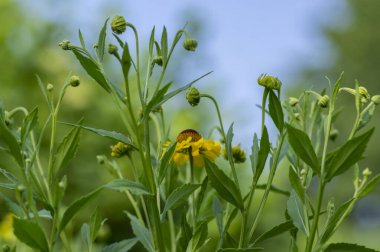 Helenyum sonbaharı çiçek açmış hapşırık otu, bir demet sarı kahverengi çiçek, yeşil yapraklar