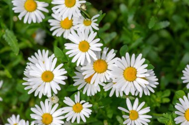 Leucanthemum vulgare çayırları yabani öküz gözü papatya çiçekleri, beyaz taç yaprakları ve sarı çiçekli, çiçek açan güzel bitkiler, ilkbaharın sonlarında inanılmaz yeşil alanlar.