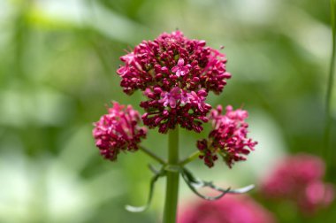 Centranthus ruber çiçekli bitki, çiçekparlak kırmızı pembe çiçekler, yeşil kök ve yaprakları, güzel süs çiçeği