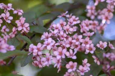 Prunus padus colorata pembe çiçekli kuş vişneli böğürtlen ağacı, çiçek açmış hagberry imdat ağacı dallardaki süs çiçekleri ve kırmızı yeşil yapraklar.