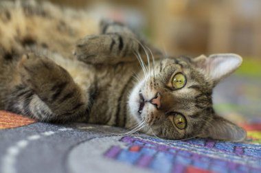 Tembel evcil mermer kedi yollu ve binalı renkli halının keyfini çıkarıyor. Pençeleri havada ve dişlerini gösteren sevimli ve sevimli bir ifade.