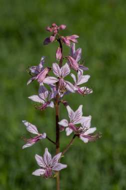 Dictamnus albus yabani çiçekleri bitki, güzel beyaz pembe çiçekler çiçek, yeşil arka plan
