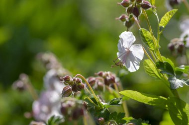 sardunya cantabrigiense biokovo beyaz çiçek açan turna çiçekleri, bir grup beyaz çiçek ve tomurcuklanan yeşil yapraklar.