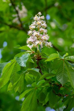 Aesculus hipokastanum at kestane ağacı çiçek açmış, dallardaki beyaz çiçek grubu, yeşil yapraklar