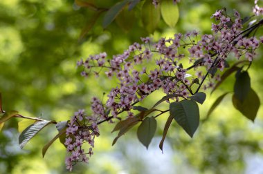 Prunus padus colorata pembe çiçekli kuş vişneli böğürtlen ağacı, çiçek açmış hagberry imdat ağacı dallardaki süs çiçekleri ve kırmızı yeşil yapraklar.