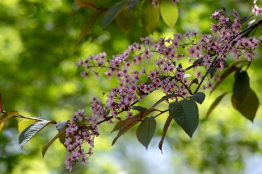 Prunus padus colorata pink flowering cultivar of bird cherry hackberry tree, hagberry mayday tree in bloom, ornamental park flowers on branches and red green leaves clipart