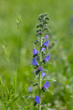Echium vulgare Vipers böcek ilacı yabani yaban otları çiçek açan bitkiler, uzun çiçek sapında açan mavi çiçekler, yeşil yapraklar