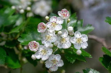 Crataegus laevigata beyaz çiçekli dallar, çiçek açmış güzel vahşi ağaç, yeşil yapraklar