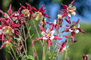 Aquilegia caerulea kırmızı beyaz sarı çiçekli bitki, güzel süs bitkisi çiçekli uzun ömürlü çiçekler, yıldız şeklinde çiçekler