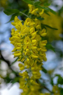 Laburnum anagyroides süsleme dalları mavi gökyüzüne karşı çiçek açıyor, parlak sarı çiçekli küçük bir ağaç