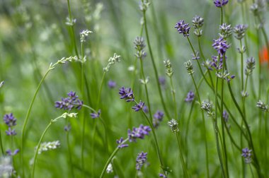 Lavandula angustifolia çiçek demeti, mor mavi menekşe kokulu çiçekler, yeşil arka plan