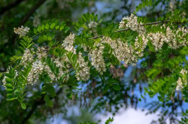 Robinia psödoacia süs ağacı çiçek açmış, parlak beyaz çiçek demeti, dallarda yeşil yapraklar
