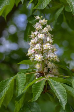 Aesculus hipokastanum at kestane ağacı çiçek açmış, dallardaki beyaz çiçek grubu, yeşil yapraklar