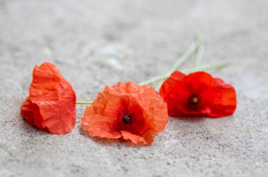 Papaver rhoeas yaygın haşhaş tohumu parlak kırmızı çiçekler gri beton arka plan, kök ve yapraklar üzerinde çiçek