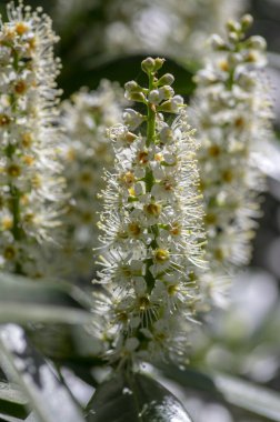 Prunus laurocerasus yaygın İngiliz defne ağacı çiçek açmış, beyaz çiçek açmış, yeşil yapraklar