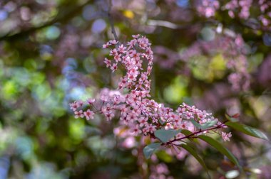 Prunus padus colorata pembe çiçekli kuş vişneli böğürtlen ağacı, çiçek açmış hagberry imdat ağacı dallardaki süs çiçekleri ve kırmızı yeşil yapraklar.